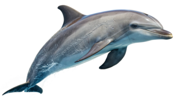Dolphin jumping in the air with water splashing png
