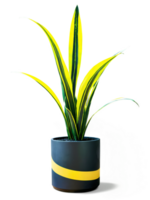 Snake Plant in tall matte black geometric planter, striking vertical leaves with vivid green-yellow stripes, isolated, in motion with soft png