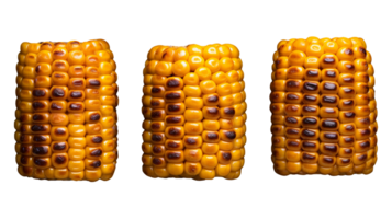 There are three pieces of corn on the cob displayed on a transparent background png