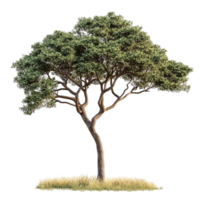 A tree is shown in a field with grass png