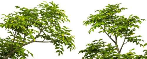 Greenery realistic tree branches cut-out transparent backgrounds 3d render png