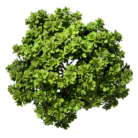 Isolated tropics greenery trees aerial view cut out transparent backgrounds 3d rendering png