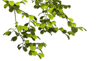 Cutout greenery tree branches leaves front on transparent backgrounds 3d rendering png