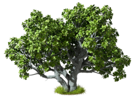 Realistic tree growth standing on green grass transparent backgrounds 3d rendering png