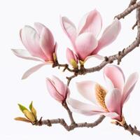 Beautiful spring magnolia on a tree branch isolated on white background. Close-up flowers. Design element photo
