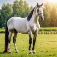 A beautiful well-groomed white horse stands in a sunny field. A thoroughbred racehorse photo