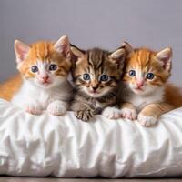 Three adorable kittens lie next to each other on a pillow, wide-eyed and curious. Cute close-up photo of pets