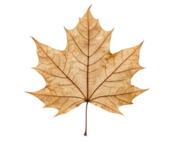 Dried maple leaf with intricate vein patterns on a transparent background png