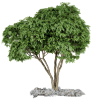 Isolated 3D Render of a Lush Green Tree on Rocks png
