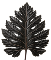 Large tropical leaf on a transparent background png