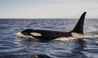 Mysterious wanderers of the depths, habits and routes of marine predators photo