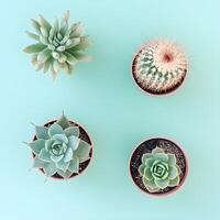 four Cactuses in pot on a blue background. Top view. flat lay. photo