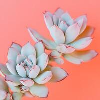 two Succulent plants on a pink background. Minimal style. Macro close up, selective focus. photo