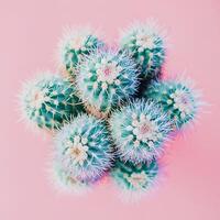 Cactus in pot on pastel pink background. Flat lay, top view. photo