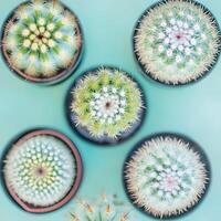 five Cactuses in pot on a blue background. Top view. flat lay. photo