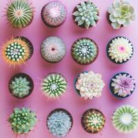 Variety of cacti in pots on pink background. Top view, flat lay, selective focus. photo