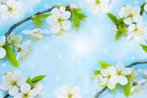botany, natural floral background. Blossoming branch cherry. Bright colorful spring flowers photo