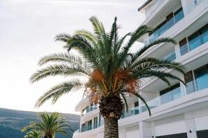 Yellow dates ripen on a date palm near a multi-storey building at the foot of the mountains photo
