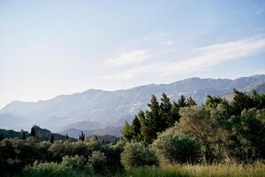 Green forest in the mountains against the backdrop of a mountain range shrouded in haze photo
