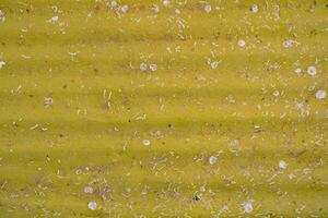 Texture of moldy wavy yellow slate photo