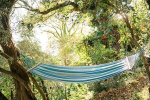 Fabric hammock hangs between trees in a green garden photo