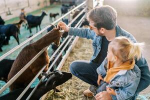 Dad squatting with his little daughter on his knees near the fence at the farm and petting the goat photo