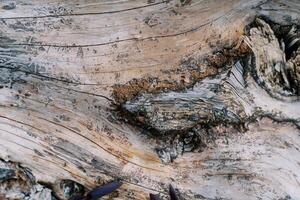 Structure of wood without bark with cracks on the surface photo