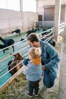 Little girl is standing next to her dad squatting in front of the paddock and looking at the goat. Back view photo