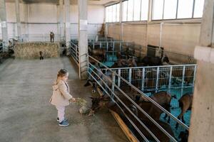 Little girl feeds hay to goats while standing near the fence of the pen. Side view photo