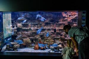Mother and a little girl are looking at silver fish swimming in a large aquarium. Back view photo