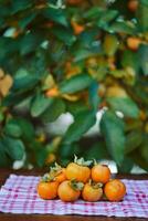 Pile of persimmons lie on a napkin on a wooden table near a green tree photo