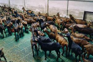 Herd of goats stands on the floor in a paddock and looks in one direction photo