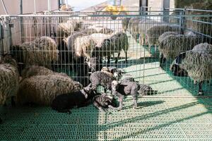 Little black lambs stand and lie near white sheep in a pen on a farm photo