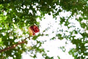 Overripe burst pomegranate hangs from a green tree branch in the garden photo