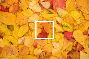 Thin square hollow frame lies on yellow and red fallen leaves photo
