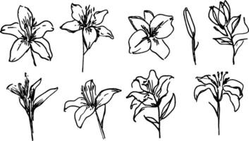 A collection of hand-drawn sketches of lilies, showcasing various stages of bloom and different angles. The illustrations highlight the delicate petals and stems of the flowers. vector