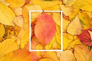 Red leaf lies in the center of a thin vertical white frame against the background of fallen leaves photo