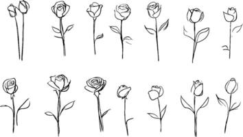 A collection of hand-drawn sketches of roses in various stages of bloom, showcasing different angles and perspectives. The illustrations are simple and elegant, emphasizing the beauty of the flowers. vector