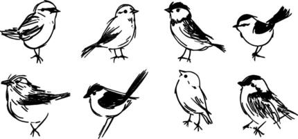 Hand-Drawn Illustrations of Small Birds vector
