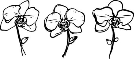 Three hand-drawn orchid flowers with simple outlines, showcasing their elegant petals and stems. The design emphasizes the beauty of orchids in a minimalist style. vector