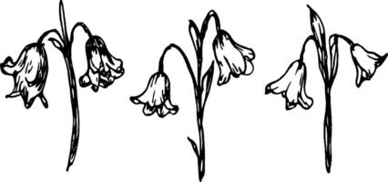 A vintage illustration of three bell-shaped flowers, each with drooping petals and slender stems. The flowers are depicted in a simple, hand-drawn style, showcasing their delicate features. vector