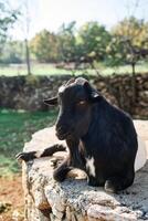 Black goat lies half asleep in the sun on a large stone photo