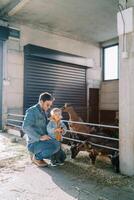 Goat stands leaning on the fence of the paddock and sniffs the hair of a little girl standing next to dad photo