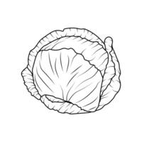 Fresh organic cabbage in a line, contoured cabbage pattern, highlighted healthy food icon. vector