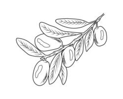 Illustration of the olive branch symbol, in a line or in a contour. Isolated on a white background. vector