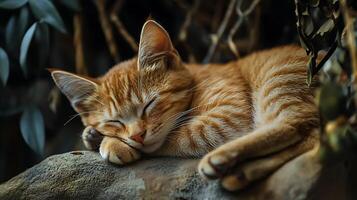 Contented feline sleeps soundly amidst a verdant background showcasing tranquility and peaceful relaxation photo