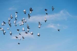 Flock of birds circles in the sunny blue sky photo