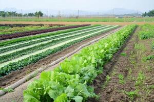 Neat rows of diverse crops thrive under a cloudy sky on a fertile vegetable farm in the countryside. photo
