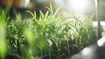 Sunlight streams over a bed of tender seedlings, symbolizing new beginnings and growth. photo