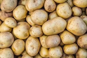 A fresh pile of Yukon Gold potatoes creates a textured, golden background perfect for culinary concepts. photo